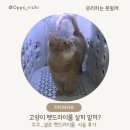 리치펫하우스 | 쿠쿠 넬로 펫 드라이룸 후기｜고양이 강아지 드라이룸 · 장점 · 단점 · 건조시간 · 사용 후기
