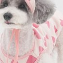 귀여운 강아지 이미지