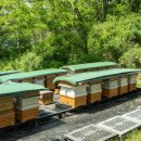 [축산경제신문] 산지 양봉 등록 전국 허용 이미지