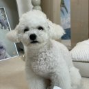 비숑 다이어트 저알러지 강아기간식추천하는 '펫심마트 와사삭 멍칩 수제간식,물범 오메가3' 급여후기