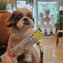 부산덴탈 | 부산 연산동 카페 | 분위기 좋은 애견동반카페 솔직후기