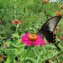 제비네 농장2 이미지