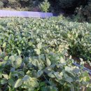 예담농장 이미지