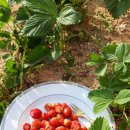 대관령 지니하우스 이미지