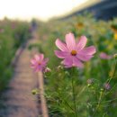 치유의 바람 이미지