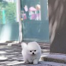 펫하임 강아지 고양이 이미지