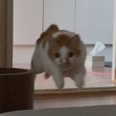 다이소여주