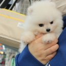 멍멍왕자 야옹공주 이미지