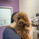 퍼플댕댕 이미지