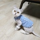 꽃길 걷는 고양이 이미지