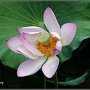 강주연못 이미지