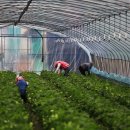 장광식농장 이미지