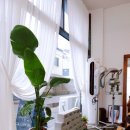 아스콧헤어 이미지