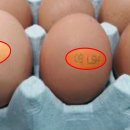 일파만파농장 이미지