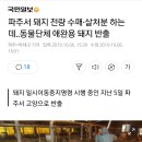 파주서 돼지 살처분 하는데 동물단체 애완 돼지 반출 이미지