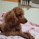 라라까까 이미지