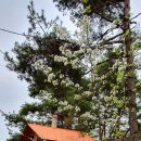 트리하우스 이미지