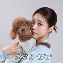 우리집 똥강아쥐 | 문정동사진관 기깔나게 반려견과 함께 , 로우앤하이스튜디오 후기올시다☆