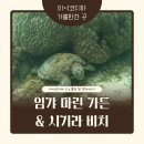 거북이동산 | 미야코지마 패들 보드 / 거북이 스노클링 임갸마린가든 및 시기라 비치 방문 후기