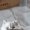 성월올린