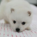 토실토실 이미지