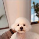 그루밍이즈 이미지