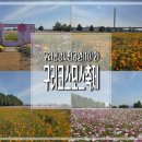 한강시민공원(등수국터널 1) | 구리 코스모스 축제 구리 한강시민공원 상황(10월 2일)