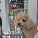 영도동물병원 | 영도동물병원 강아지 말티푸 건강검진 내돈내산 후기