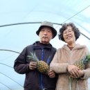 피네농장 이미지