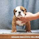 포켓불독 이미지