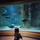 대전아쿠아리움 이미지