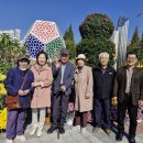 익산 천만 국화꽃 축제 (2024년) 이미지