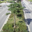 철로변녹지대 이미지