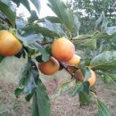 정골농장 이미지