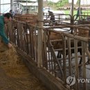 여물소 축산