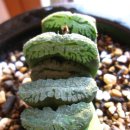 haworthia truncata (옥선) 이미지