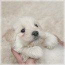 아이퍼