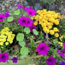 한스메디팜 이미지