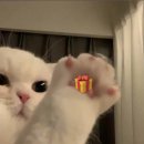 쭈니