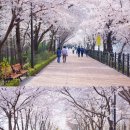 (일요도보) 2022 . 04 . 10 장안벚꽃안길 , 송정벚꽃길 , 서울숲 ( 취소합니다 ) 이미지