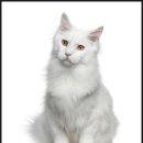 귀족동물병원 이미지