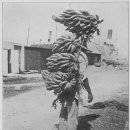 남미농장 이미지