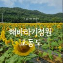 황금빛노을바다 낚시터 2호 | 강화도 교동도 가볼만한곳 | 해바라기 정원 축제 + 먹거리 장터 후기