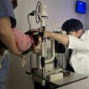 모던동물병원 | 광진구 강아지안과전문 아이본 동물병원 찐 추천 후기