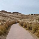 황매산 억새축제 이미지