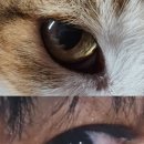 A cat's eye 이미지