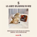 개웃기냥