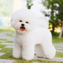 에스티 비숑프리제 이미지