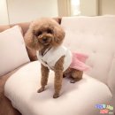 펫보드레 이미지