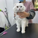 쥬디캣(Judy Cat) 이미지